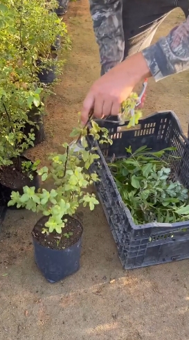 plantas2