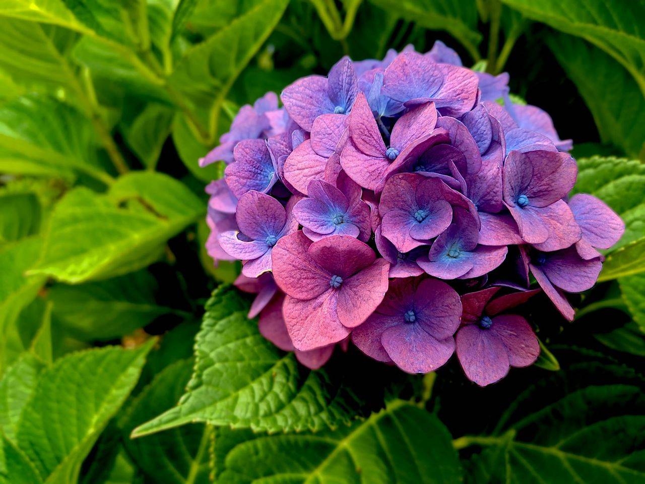 Hortensias