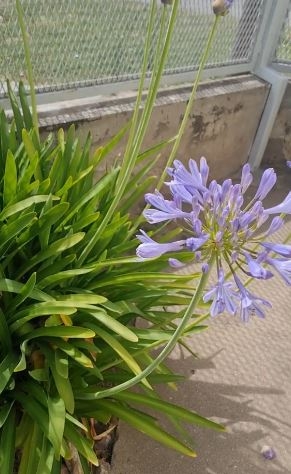 planta611