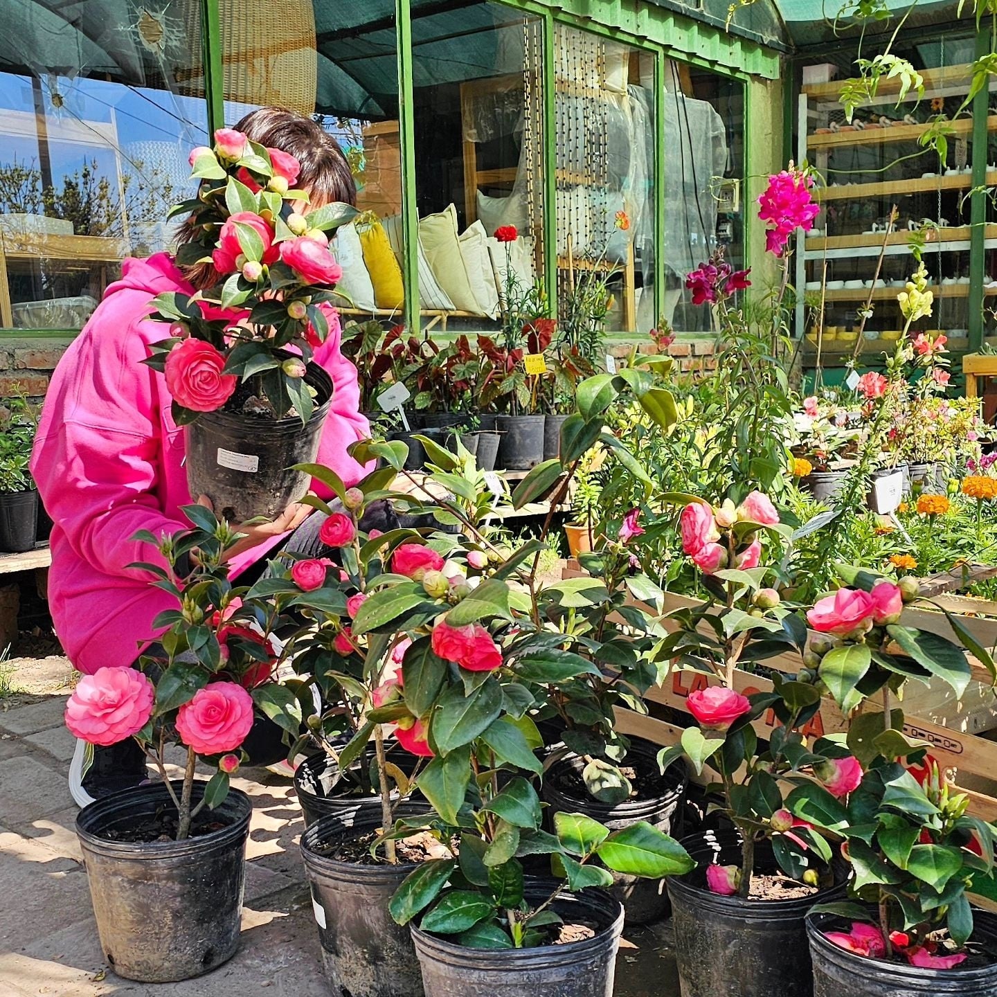 Camelias 1