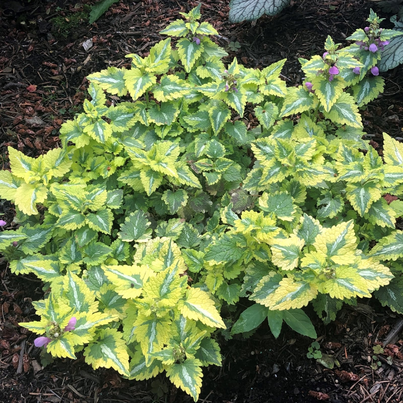 Planta 2