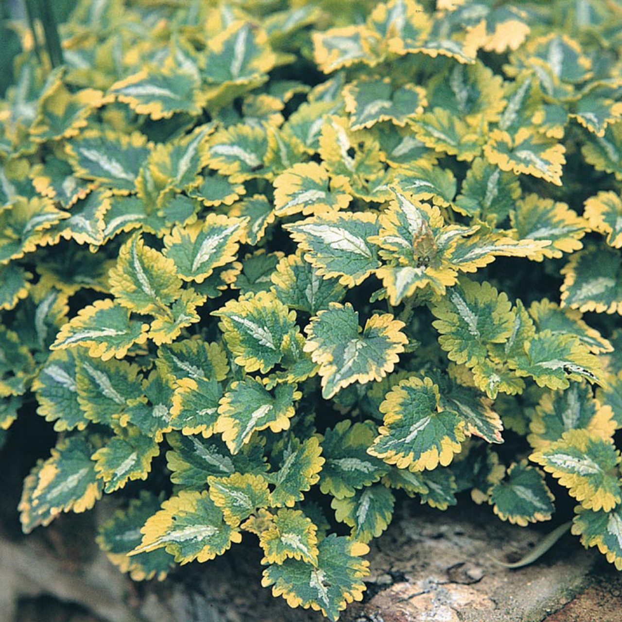 Planta