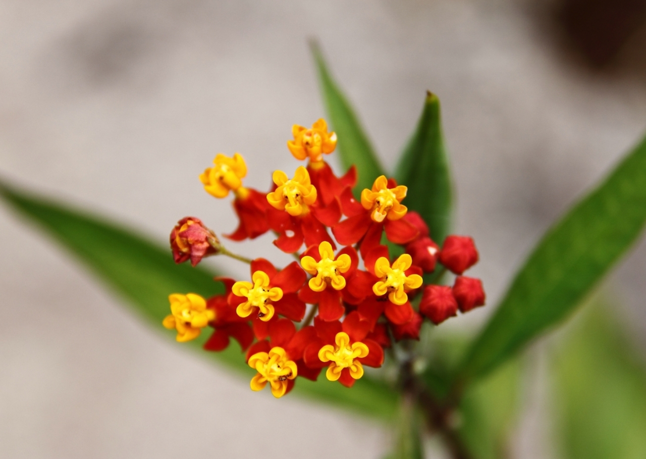 rh_0003_asclepias-curassavica-scristobal(1)