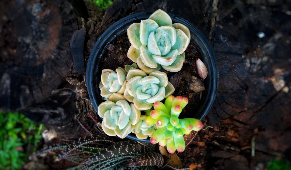 suculentas1