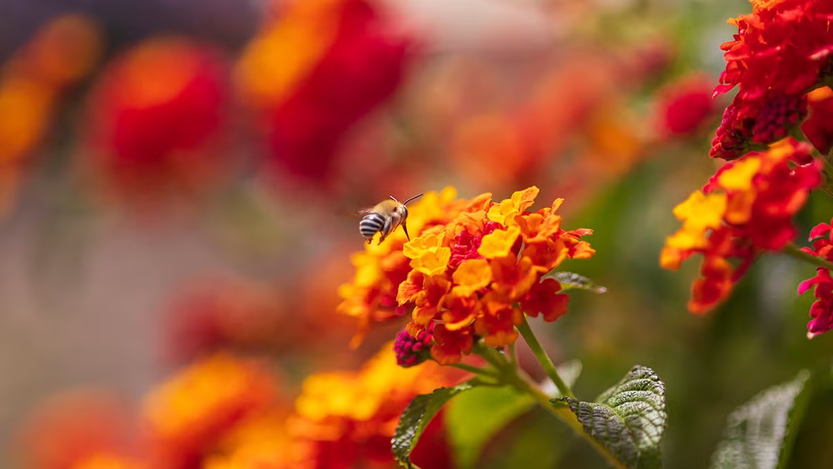 lantana 3
