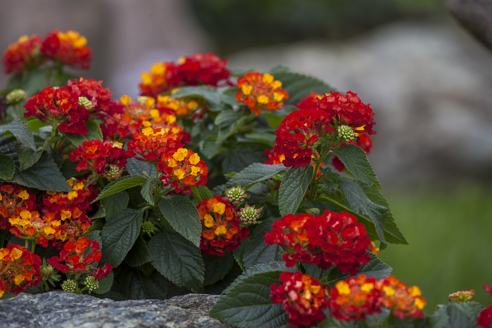 lantana