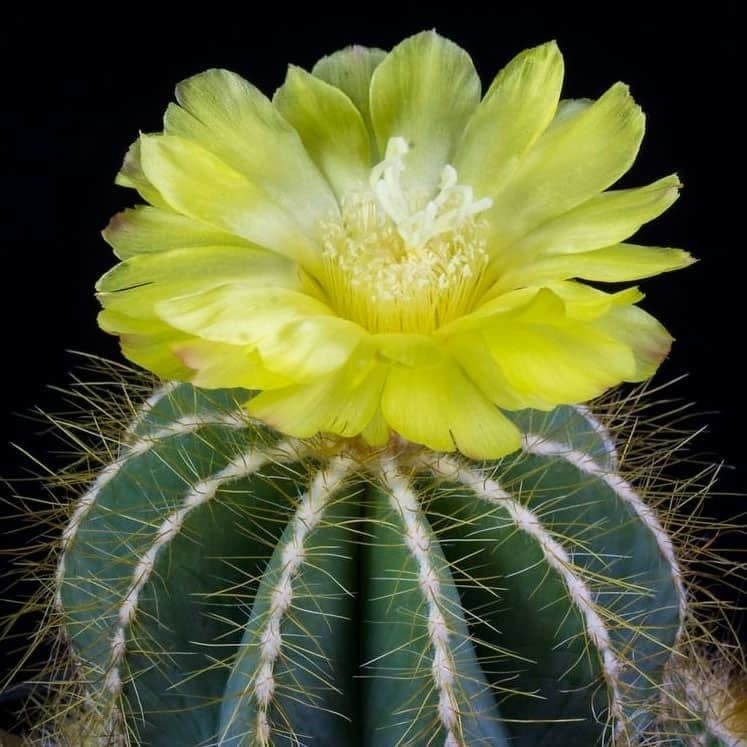 Notocactus 1 (1)