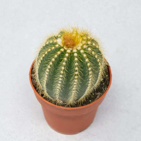 Notocactus 2 (1)
