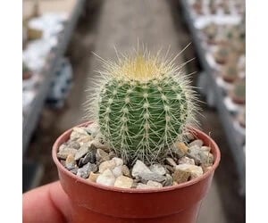 Notocactus 3