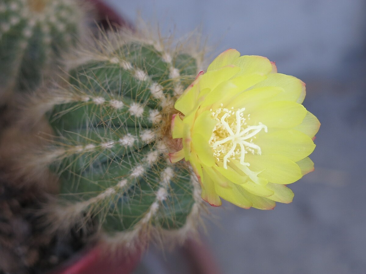 Notocactus 1200 (1)
