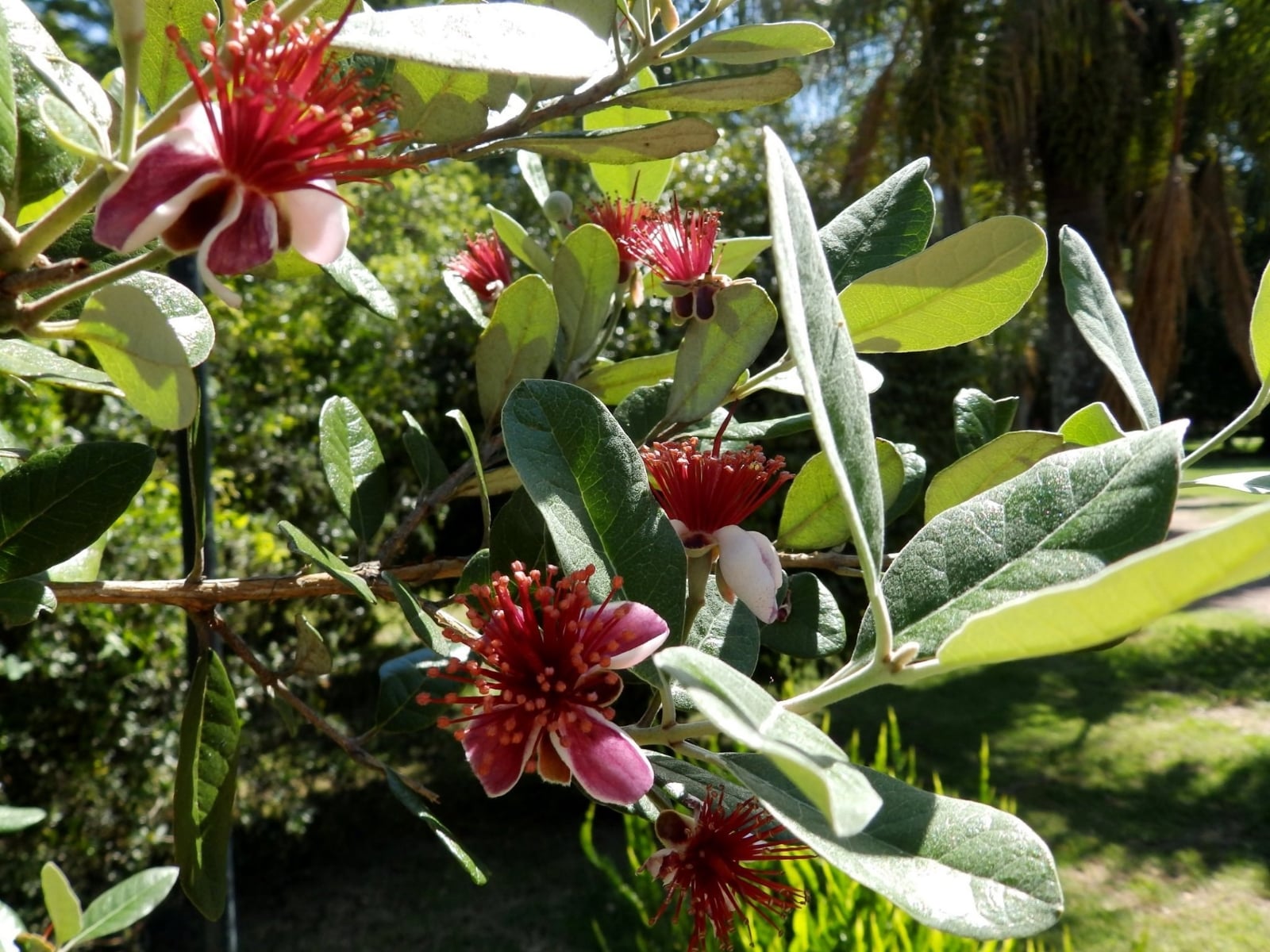 Planta