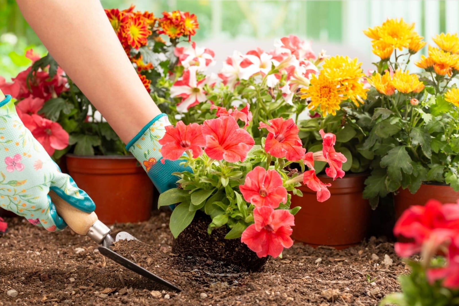 Plantas 1