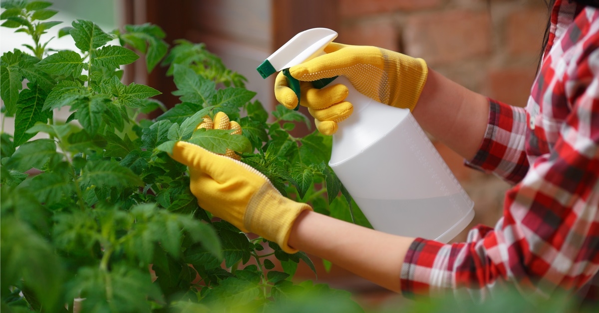 Plantas 3