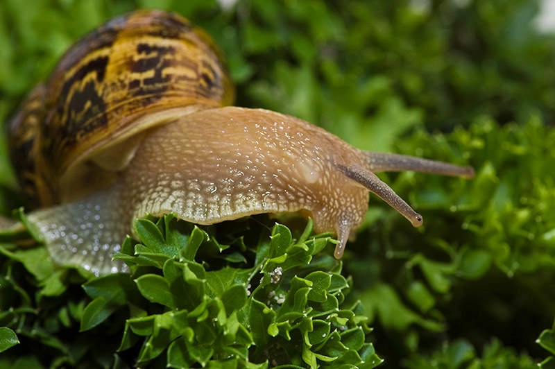 caracol 1