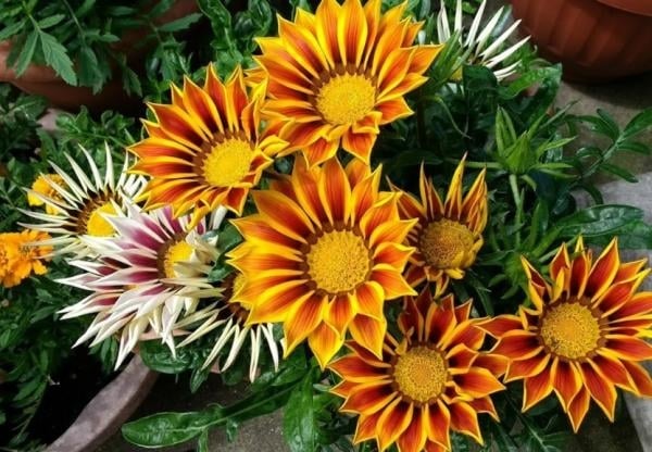 plantas verano 1