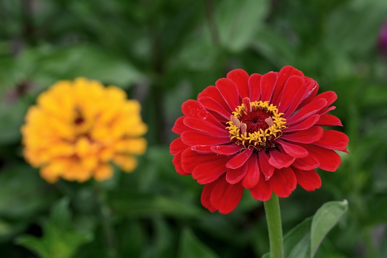plantas verano 2