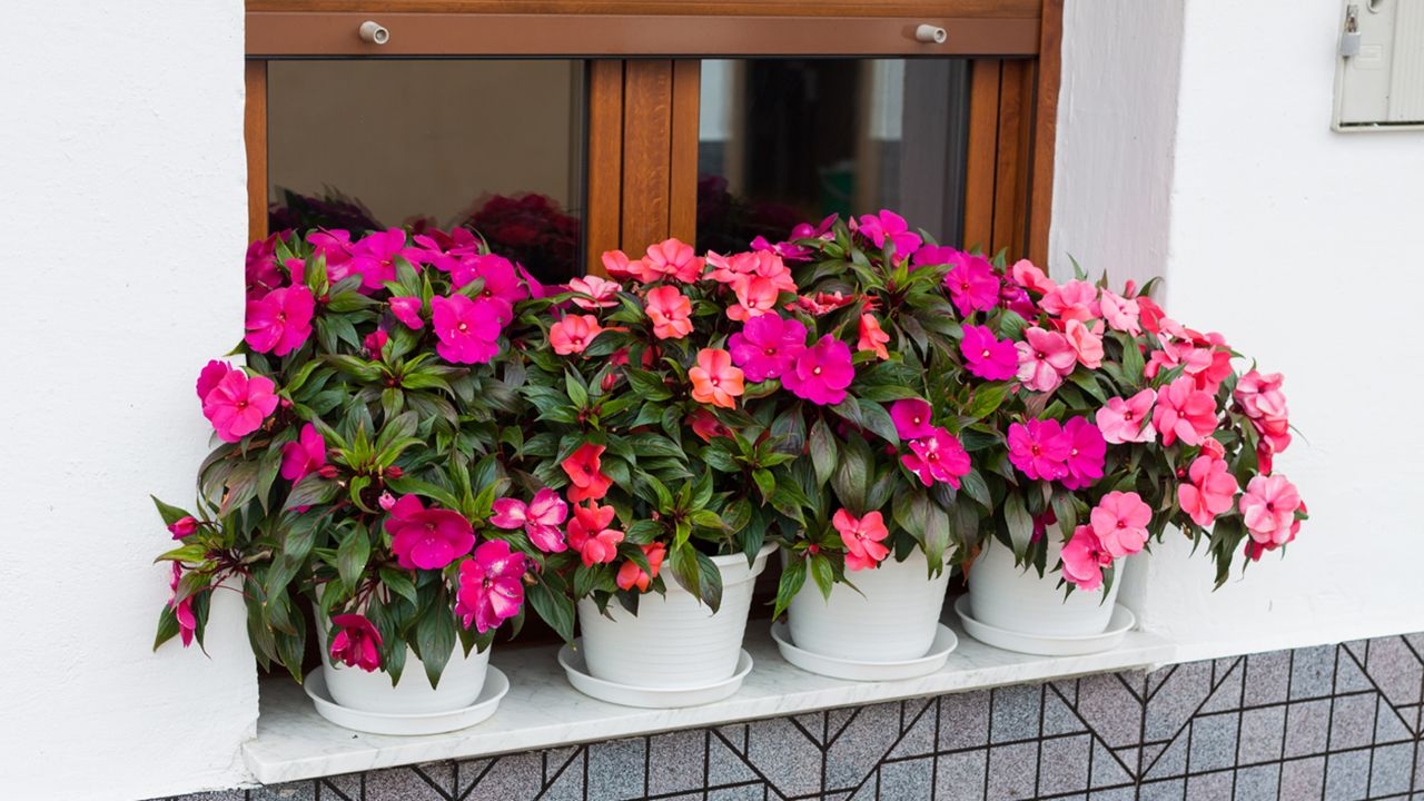 plantas verano 3