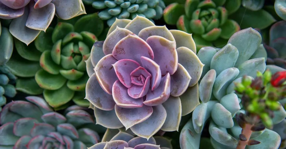 suculentas 1