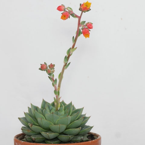 suculentas 3