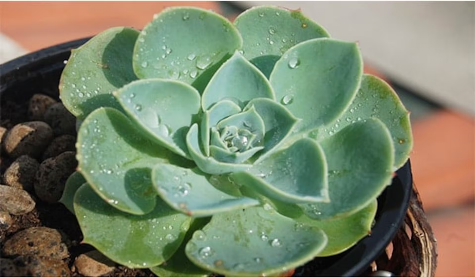 suculentas