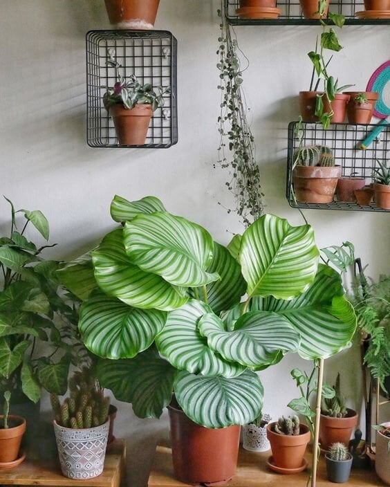 calathea 3 (1)