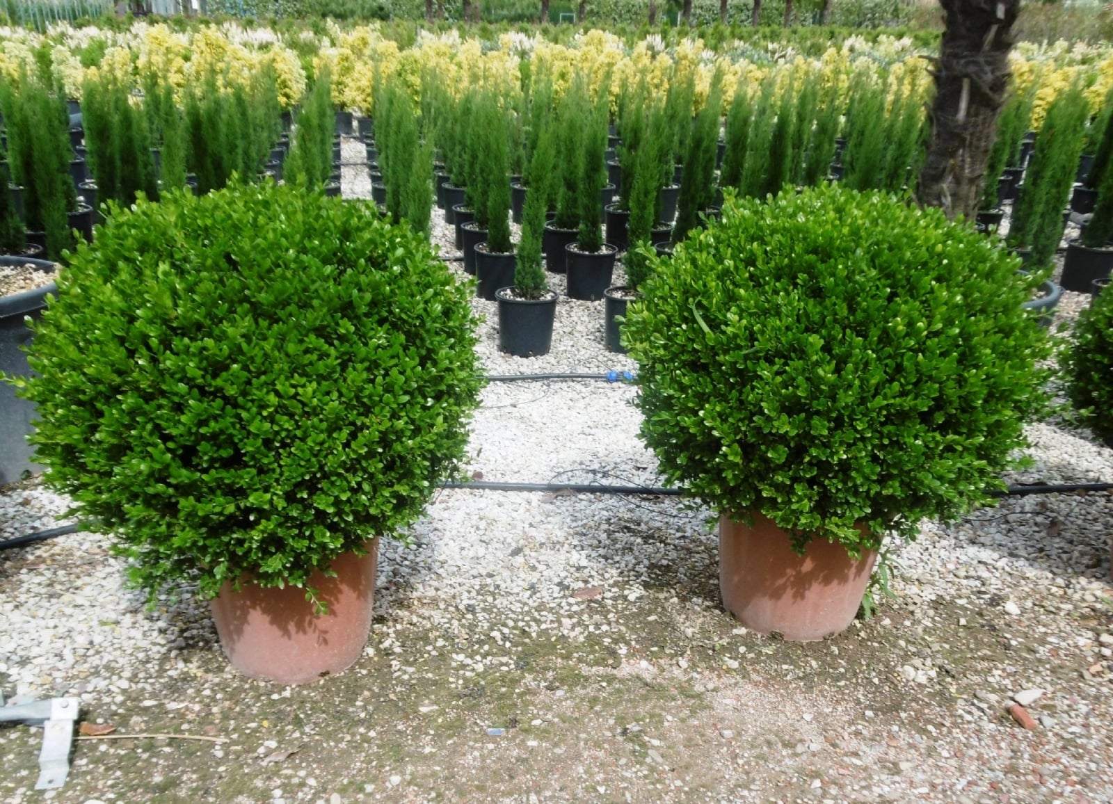 planta 2