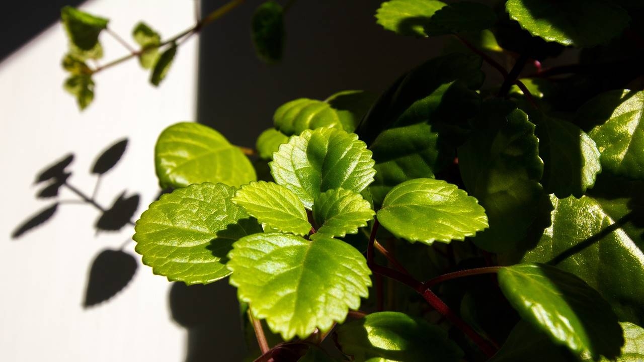 Plantas