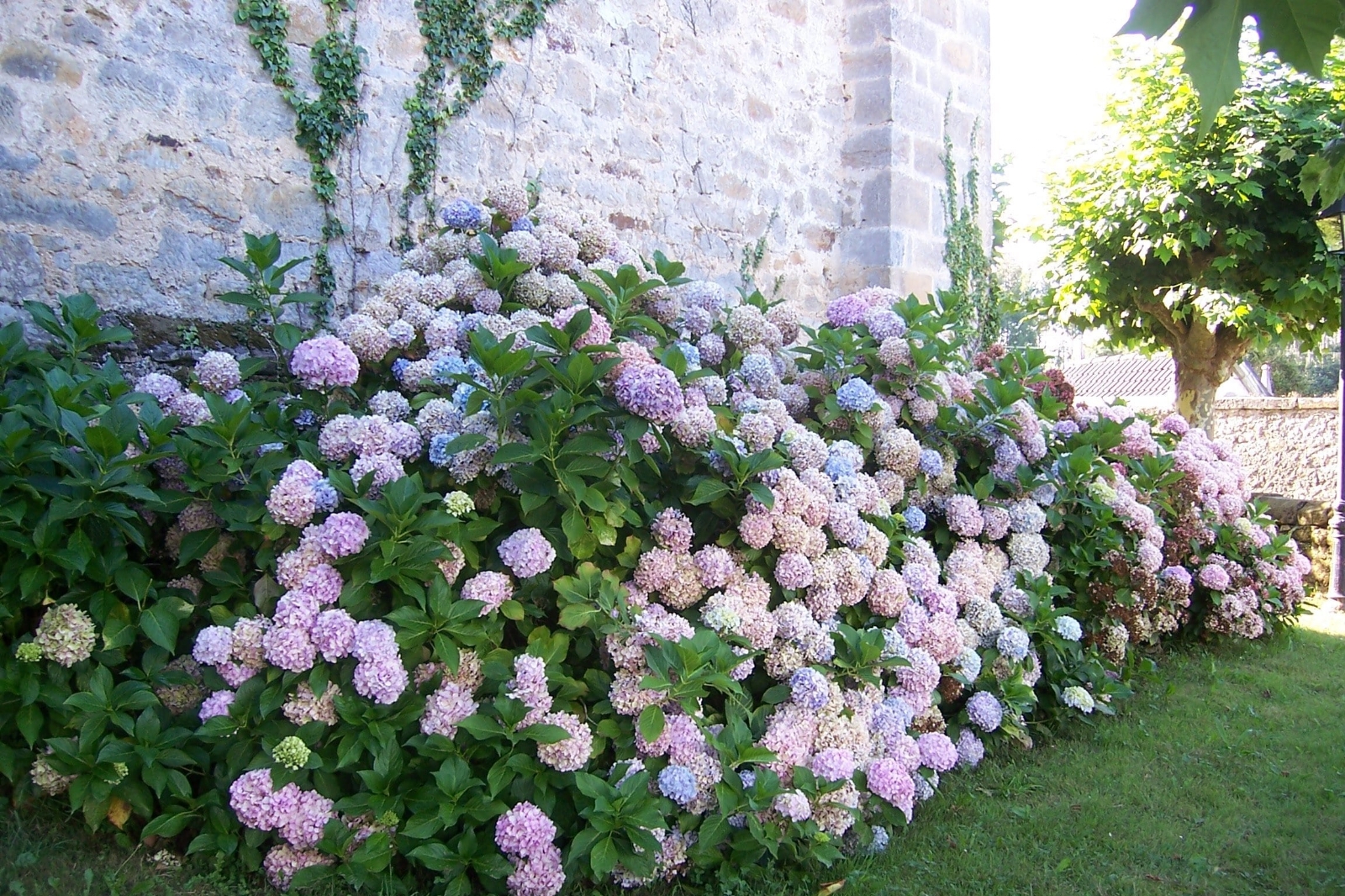 _hortensias_ (1)