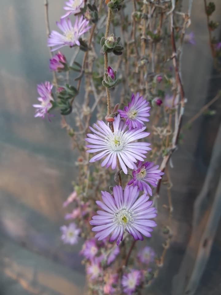 plantas3