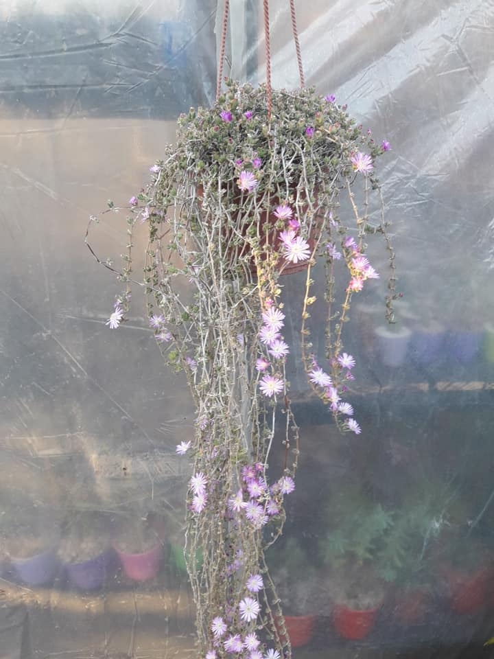 plantas1