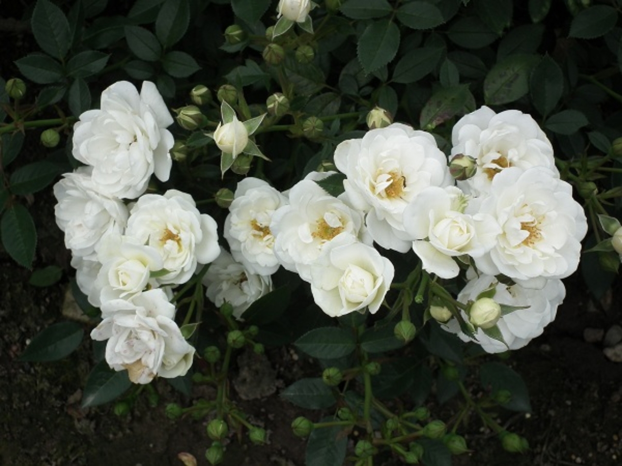 Kent_Ground_Cover_Rose(1)