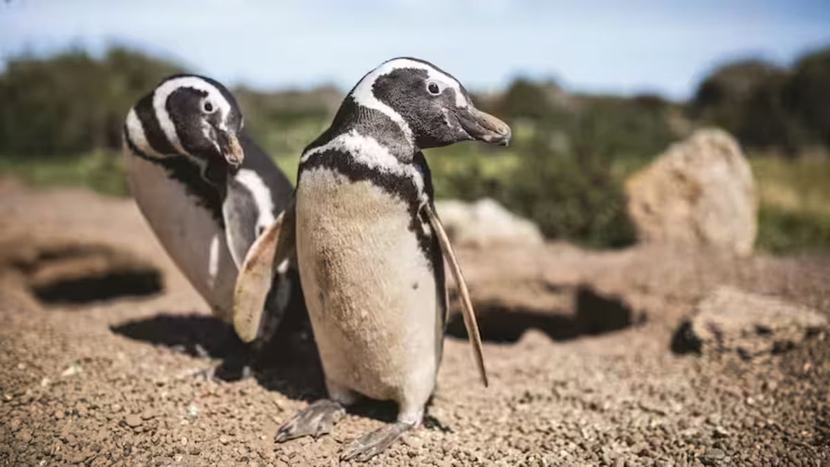 pinguinos