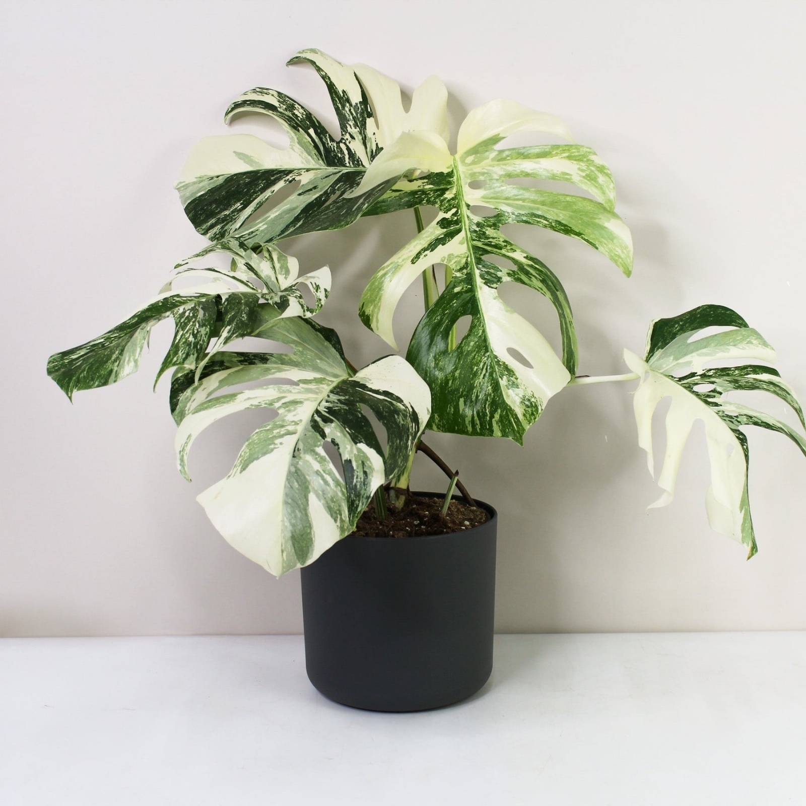 monstera-deliciosa-variegata-plant-monstera-44363431215371_1800x1800
