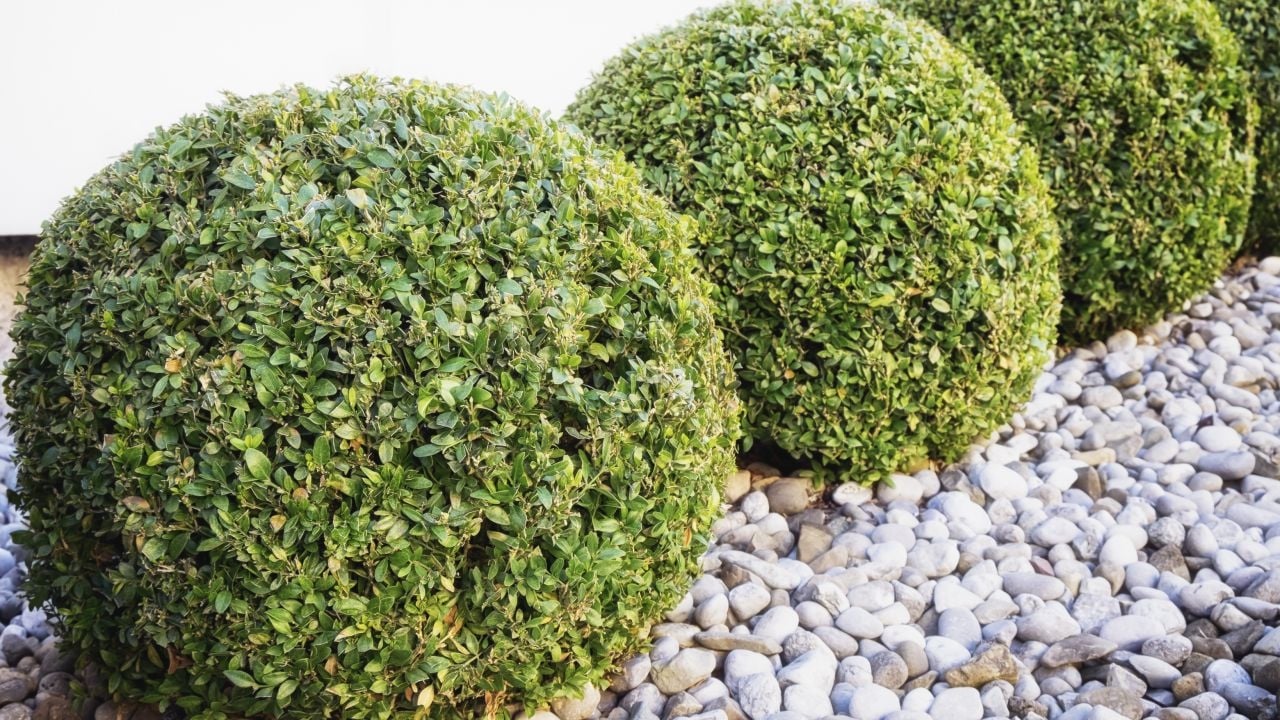 aligustre-ligustrum-vulgare-1280x720x80xX