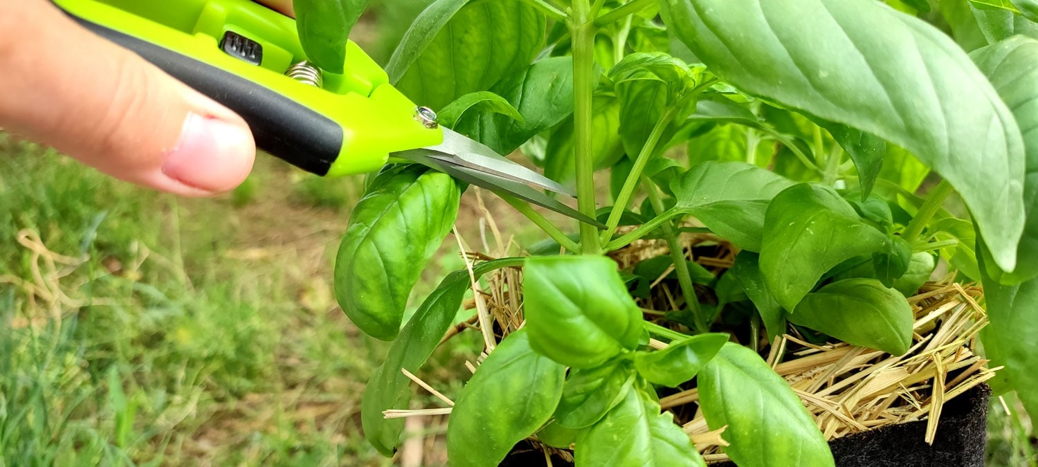 albahaca-ecologica-05
