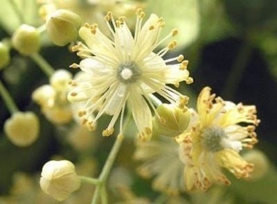 flor de tilo 2