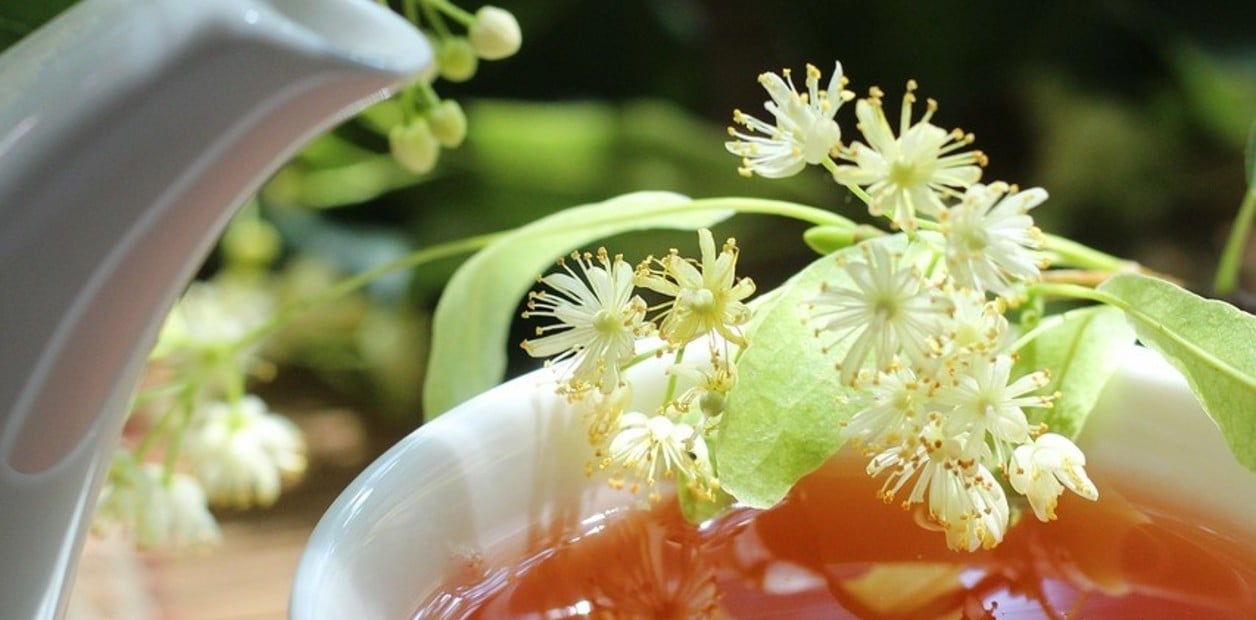 flor de tilo 3