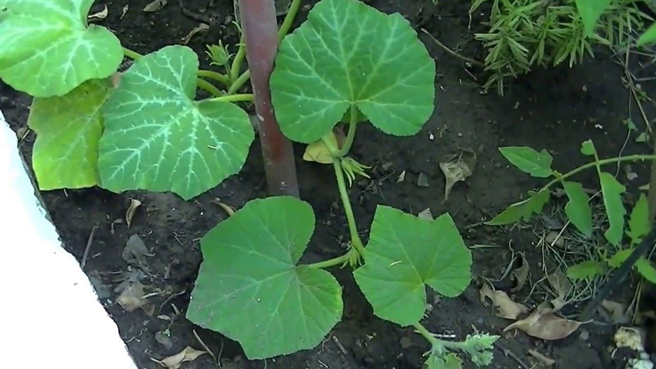 zapa 3