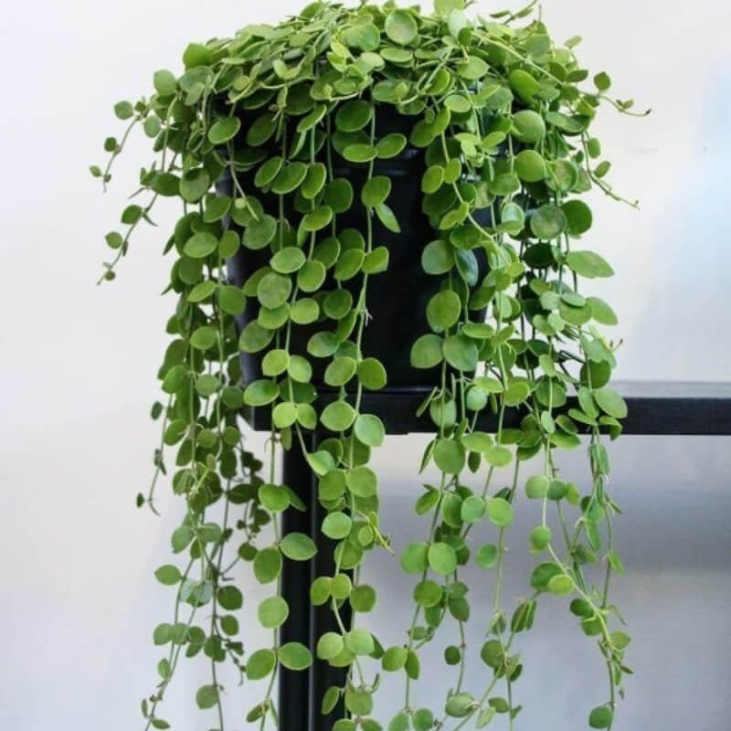 suculenta 2