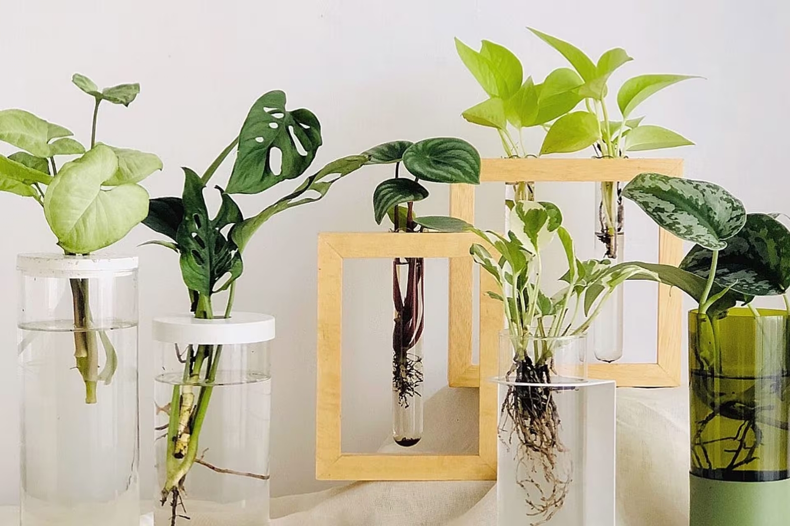 Plantas