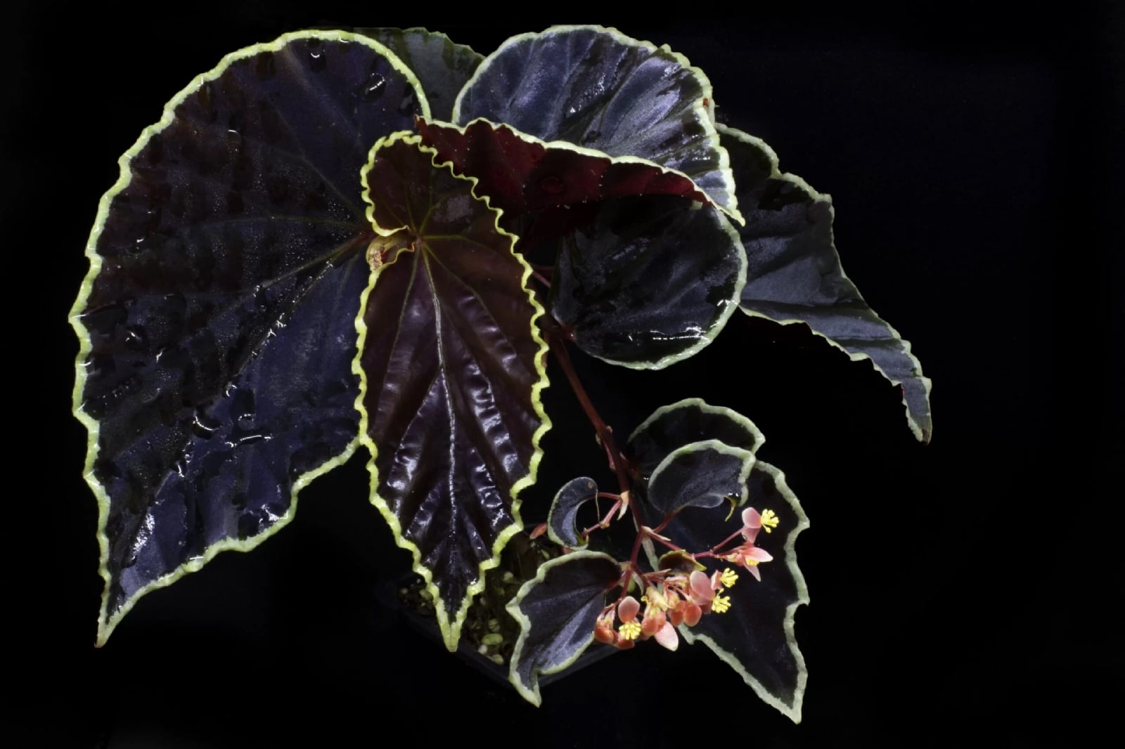 Planta