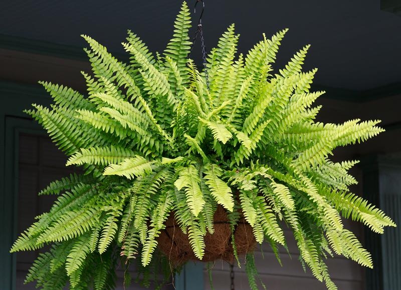 plantas lluvia 1