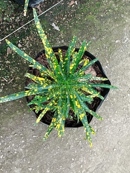 plantas lluvia 2