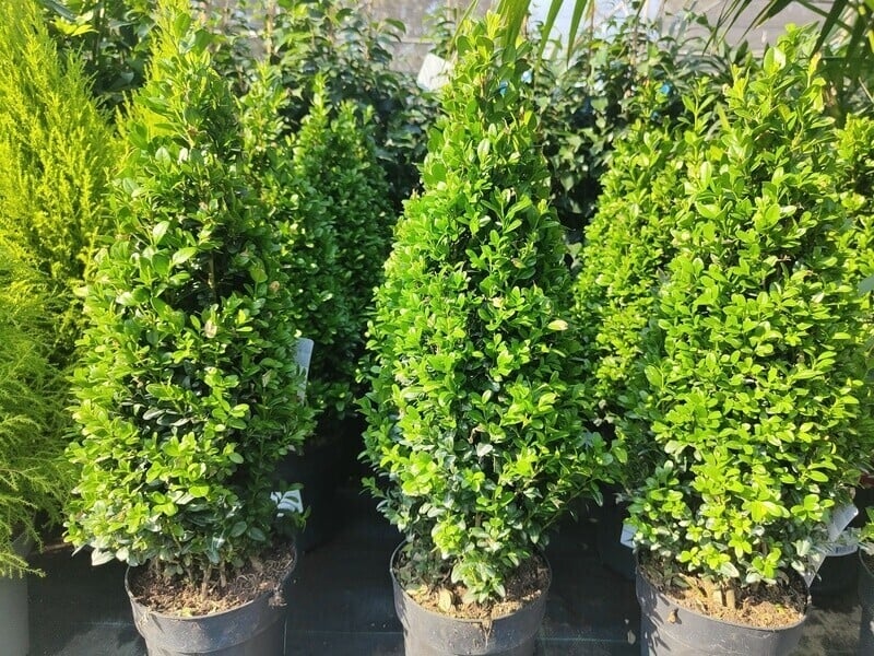 plantas lluvia 3