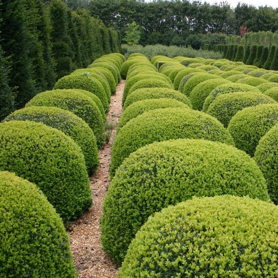 buxus- (1)