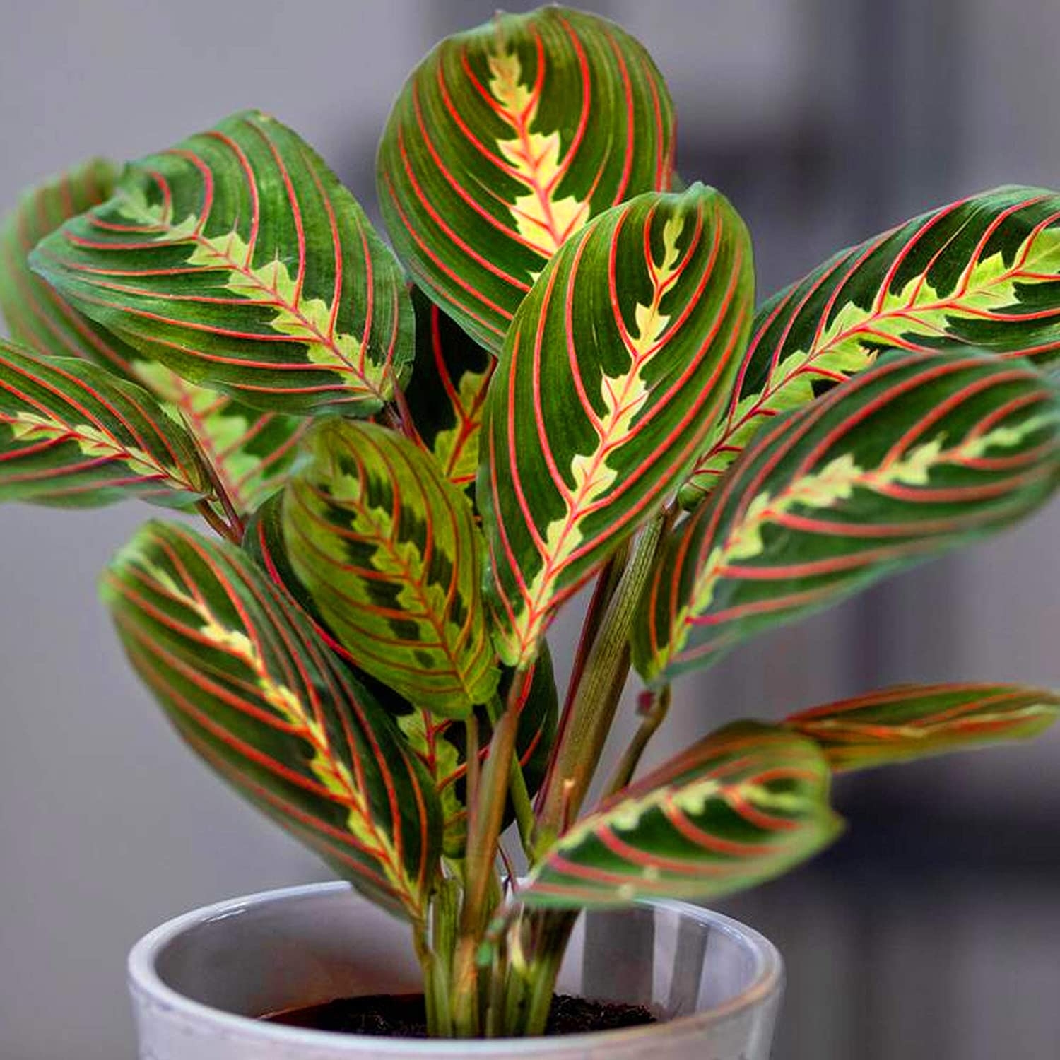 planta 2