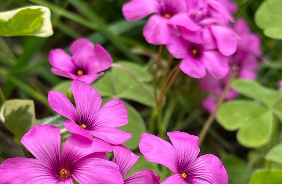 Acederilla 3