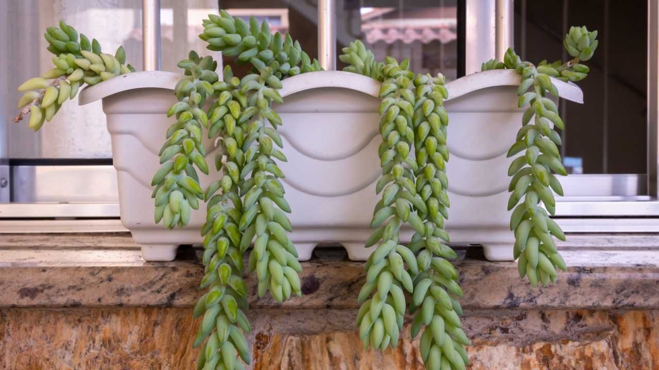 Plantas