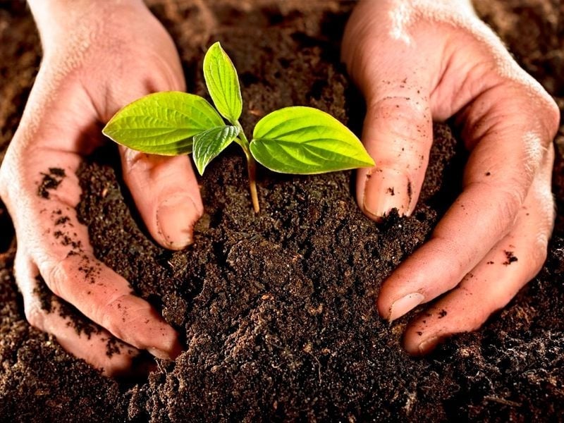 plantas 2
