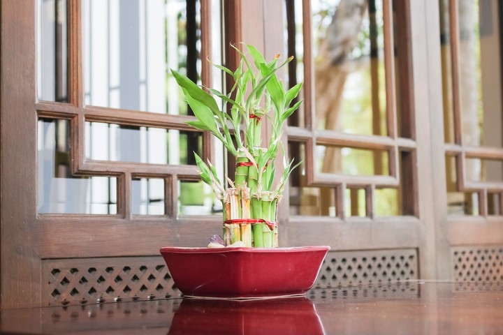 plant 1